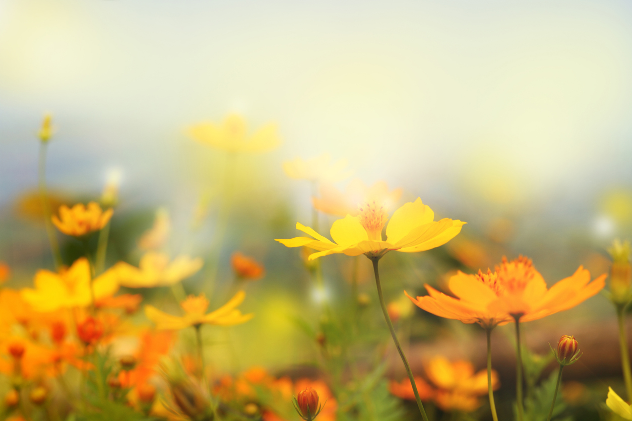 Garden flowers