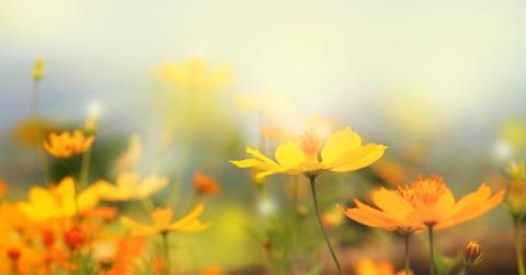 Garden flowers